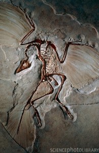 Archaeopteryx fossil