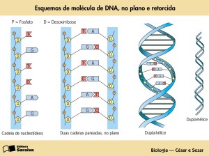 dna