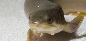 Bichir-de-senegal ou enguia dinossauro (Polypterus senegalus senegalus): pulmão que permite respirar fora da água e capaz de se adaptar à vida na terra