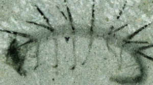 Os fósseis da Hallucigenia causaram grande debate científico