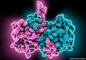 Esse modelo molecular mostra partes dos vírus do Ebola que os cientistas estudam na tentativa de produzir medicamentos que reduzem a propagação da doença