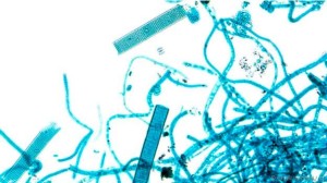 As cianobactérias foram os primeiros organismos a liberar oxigênio na atmosfera