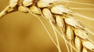 Humanos descendentes de agricultores têm mais cópias do gene AMY1