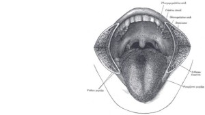 Há 600 mil - 1,6 milhão de anos