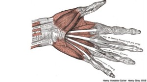 Há menos de 7 milhões de anos