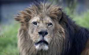 Leão no zoológico de paris.