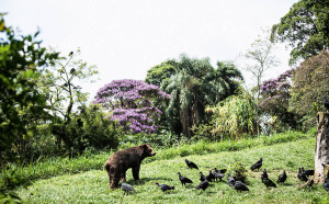 Urso pardo Dingo é seguido por urubus aonde quer que vá