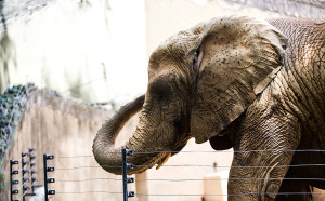 Terezita é uma elefanta (pintora)