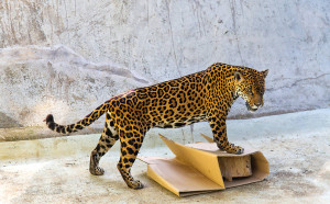 Onça-pintada se diverte com brincadeiras criadas pela "equipe anti-tédio" da instituição.