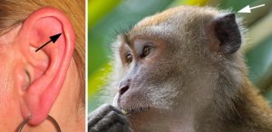 Tubérculo de Darwin é essa parte da sua orelha, que algumas pessoas conseguem até mexer