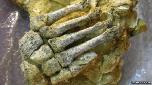 Análises de restos como este pé de um Neandertal ajudaram a refinar a data da extinção da espécie