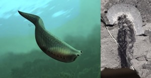 Um fóssil de um Metaspriggina, um peixe sem mandíbula de cerca de 60 mm de comprimento que viveu no período Cambriano -- há mais de meio bilhão de anos atrás -- deu origem a ilustração do animal que fornece informações precisosas aos cientistas sobre os primórdios da vida dos vertebrados na Terra. Pesquisadores afirmaram na última segunda-feria (9) ter encontrado aproximadamente cem fósseis desta espécie em montanhas rochosas canadenses, nos Estados Unidos e em outros três locais, muitos deles maravilhosamente preservados e com estruturas corporais primitivas que evoluíram para mandíbulas 