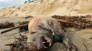 Cadáver de criatura desconhecida assusta moradores de praia dos EUA