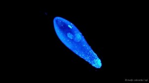 Bactérias do gênero Wolbachia são capazes de manipular cromossomos de insetos