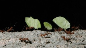 Formigas são capazes de modificar o ambiente para seu próprio benefício