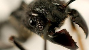 A mordida da tocandira, formiga nativa das florestas sul-americanas, é considerada a mais dolorida