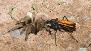 A vespa caçadora é capaz de paralisar uma tarântula com sua picada