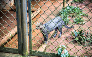 Gato-mourisco atrás de suas grades no zoológico