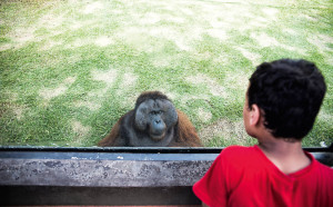 Orangotango encara menino por meio de vidro do zoológico