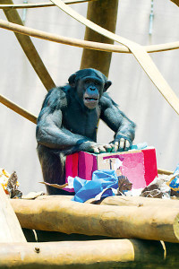 Chimpanzé se diverte com brincadeiras criadas pela "equipe anti-tédio" da instituição