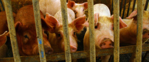 4 fatos chocantes que você precisa saber sobre a carne suína