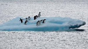 Pinguins em bloco de gelo perto da base brasileira Comandante Ferraz na Antártica em 10 de março de 2014