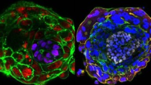 Cientistas obtêm visão inédita de início da vida em embriões